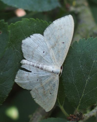 Réf. 209 961 : Scopula nigropunctata